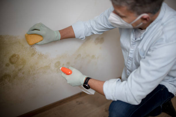 Best Emergency Mold Remediation in Union Hill Novelty Hill, WA