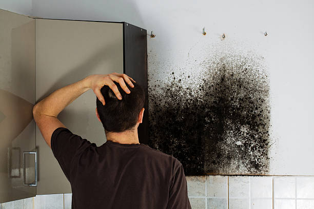 Best Black Mold Remediation in Union Hill Novelty Hill, WA