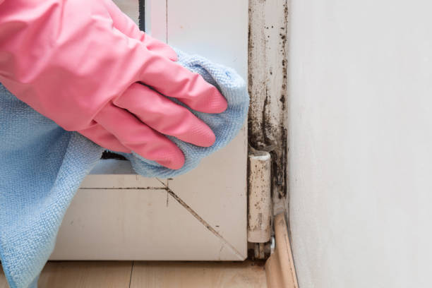 Best Insurance-Related Mold Remediation in Union Hill Novelty Hill, WA